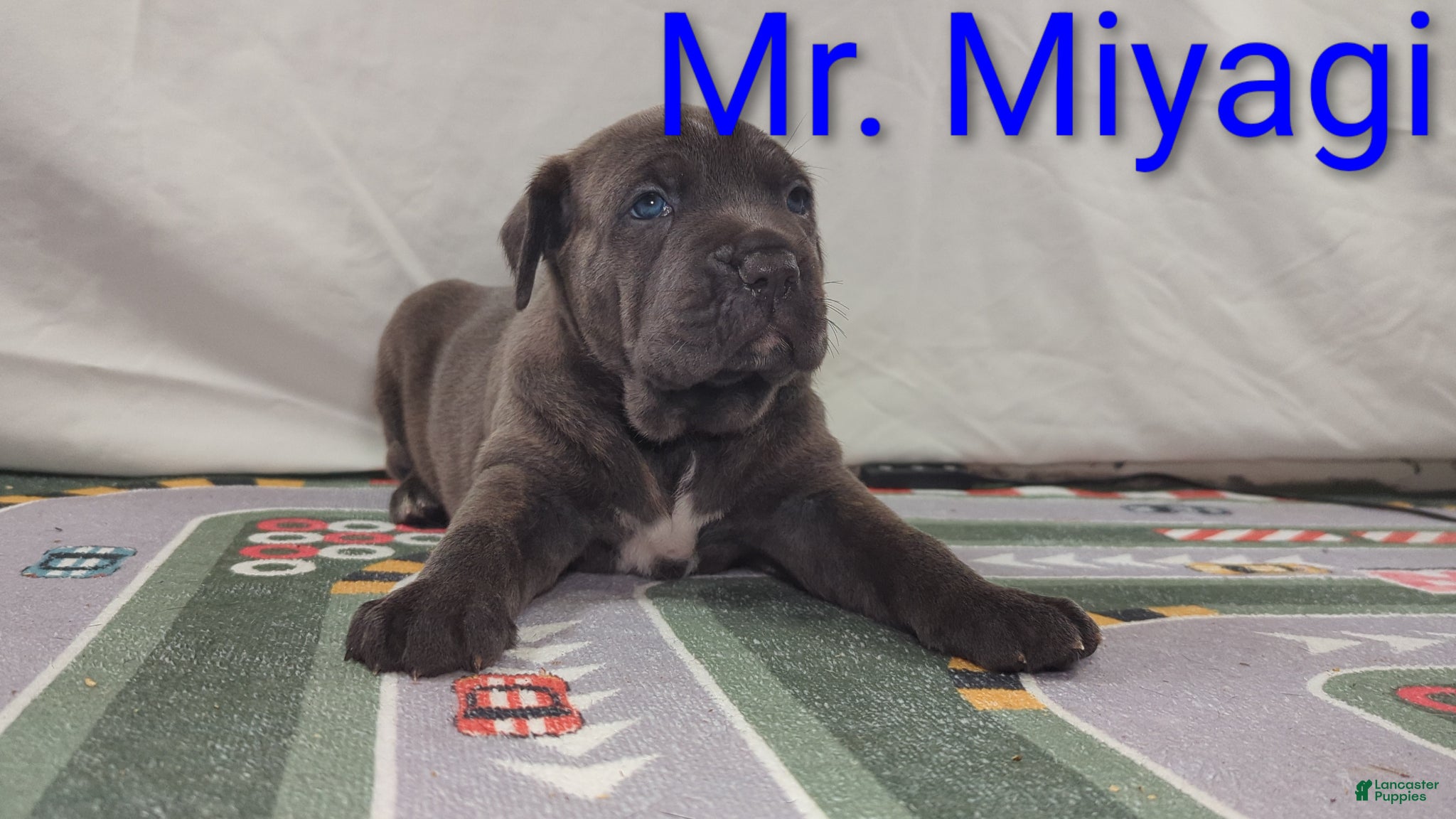 Cane Corso dogs for sale: Mr. Miyagi  - Ad 1