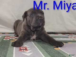 Cane Corso dogs for sale: Mr. Miyagi - Ad 3