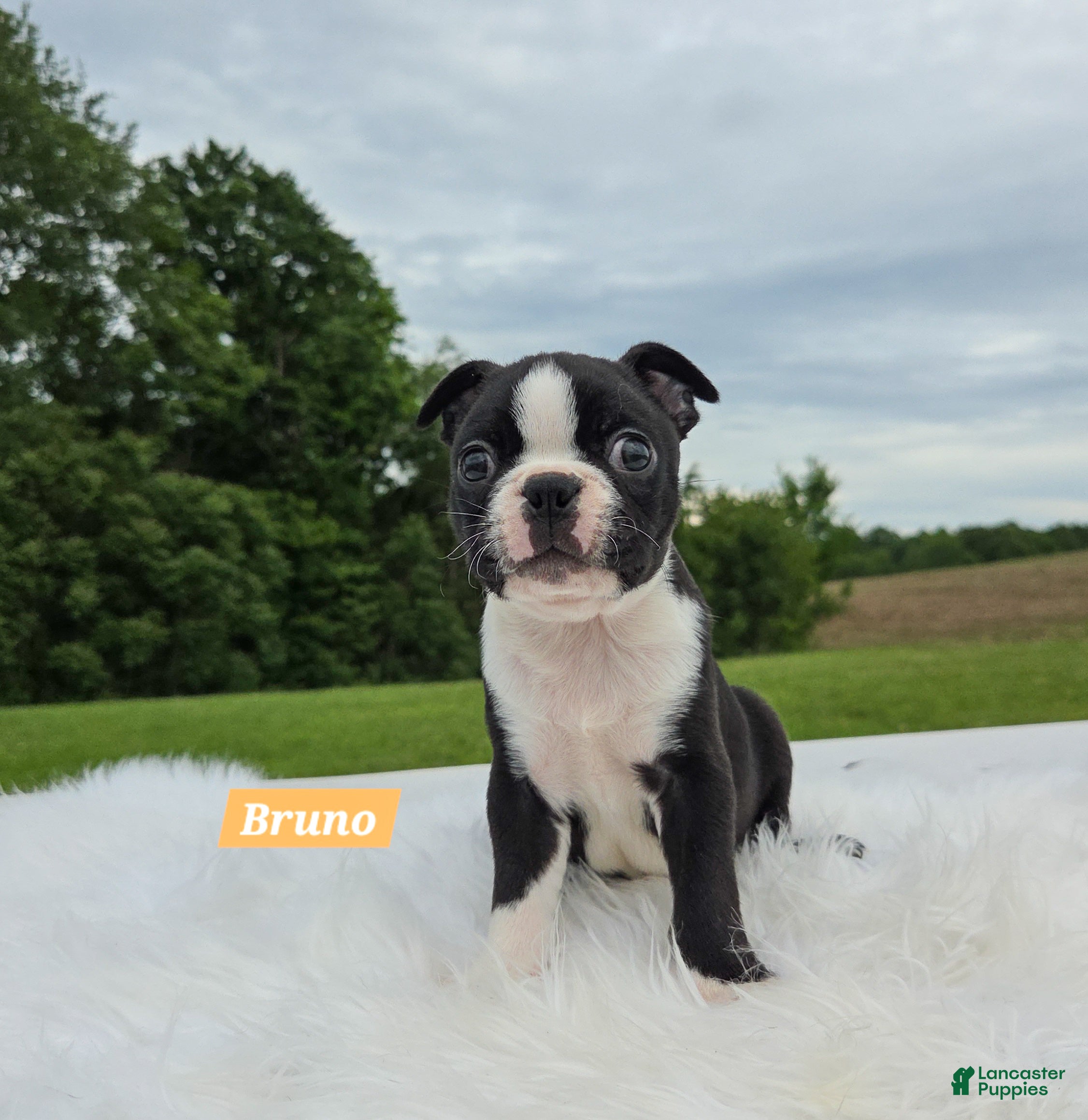 Boston Terrier dogs Bruno - Ad 1