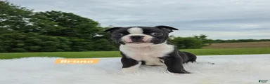 Bruno