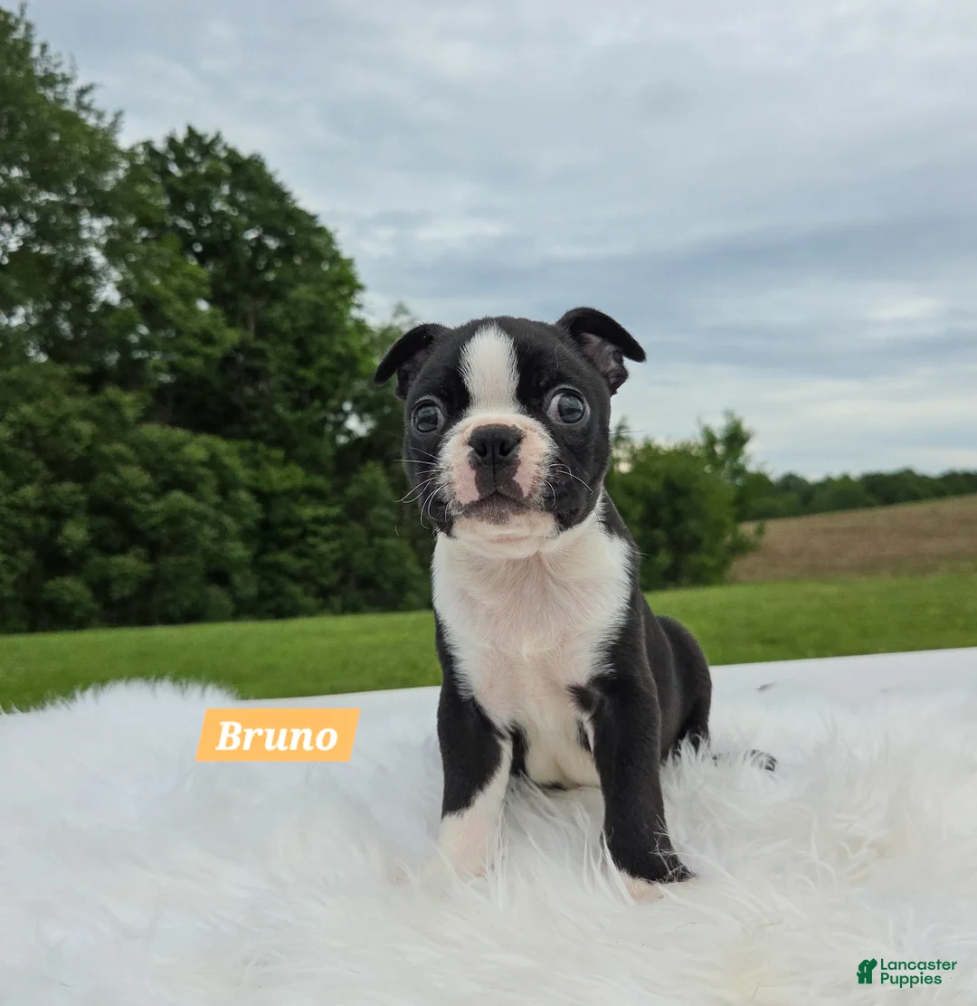 Boston Terrier dogs for sale: Bruno - Ad 1