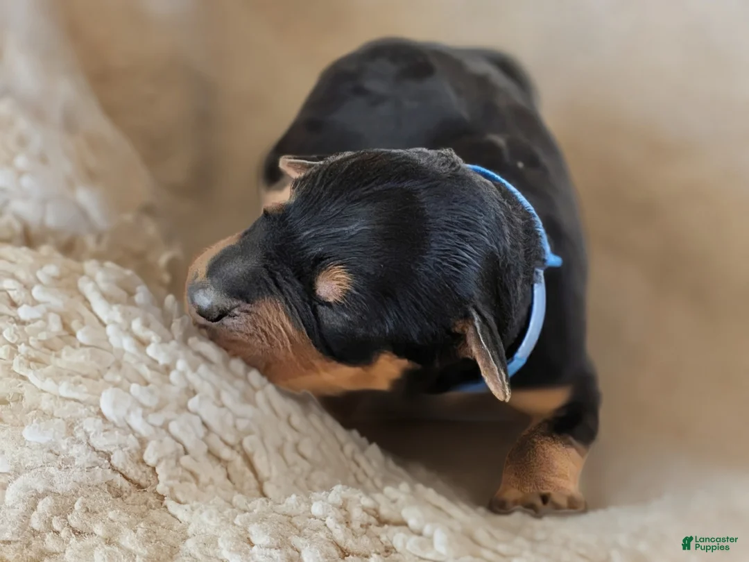 Mixed Breed dogs for sale: Goldador/Bernadoodle Puppy 1 - Ad 2