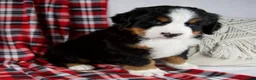 Bernese Mountain Dog dogs for sale: Jesse *Genetic Clear - Ad 5