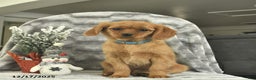 Miniature Golden Retriever dogs for sale: Roxy  - Ad 1