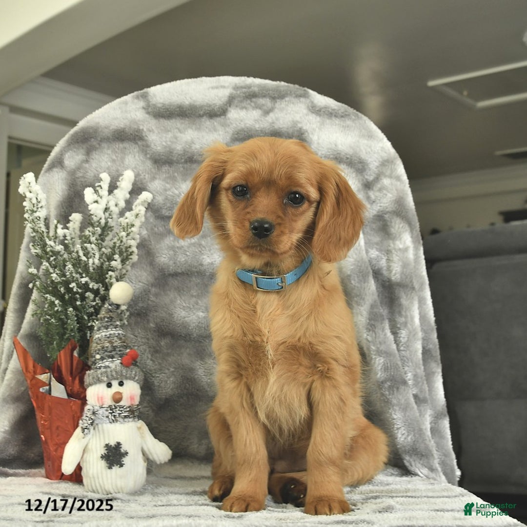 Miniature Golden Retriever dogs for sale: Roxy  - Ad 1
