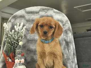 Miniature Golden Retriever dogs Roxy - Ad 7