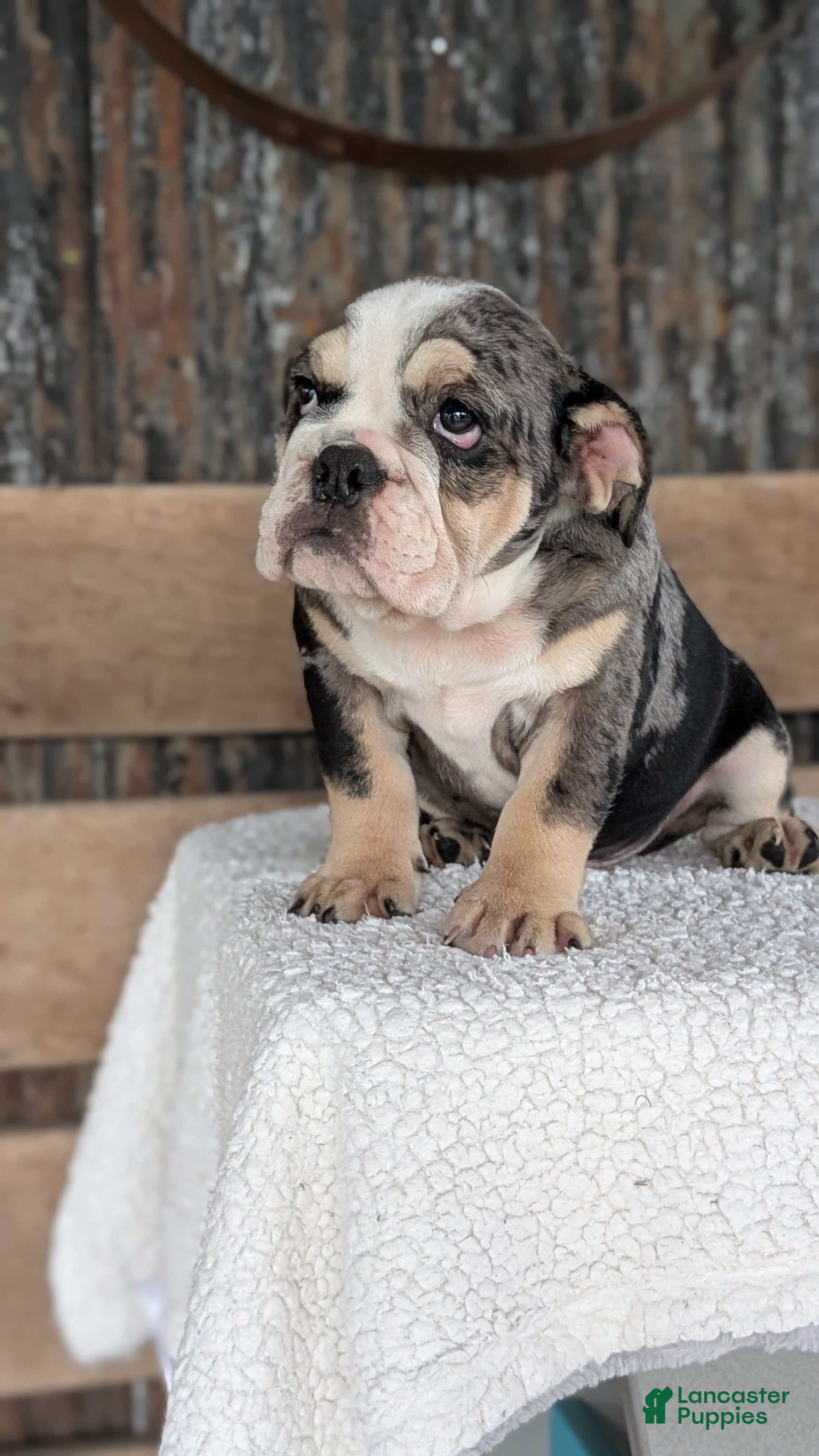 English Bulldog dogs Zane - Ad 2