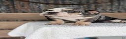English Bulldog dogs for sale: Zane - Ad 2