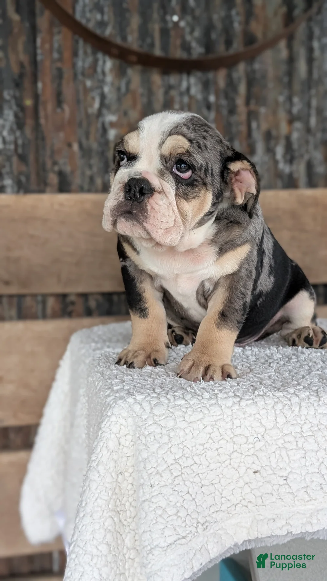 English Bulldog dogs for sale: Zane - Ad 2