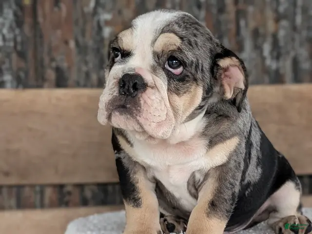 English Bulldog dogs for sale: Zane - Ad 2