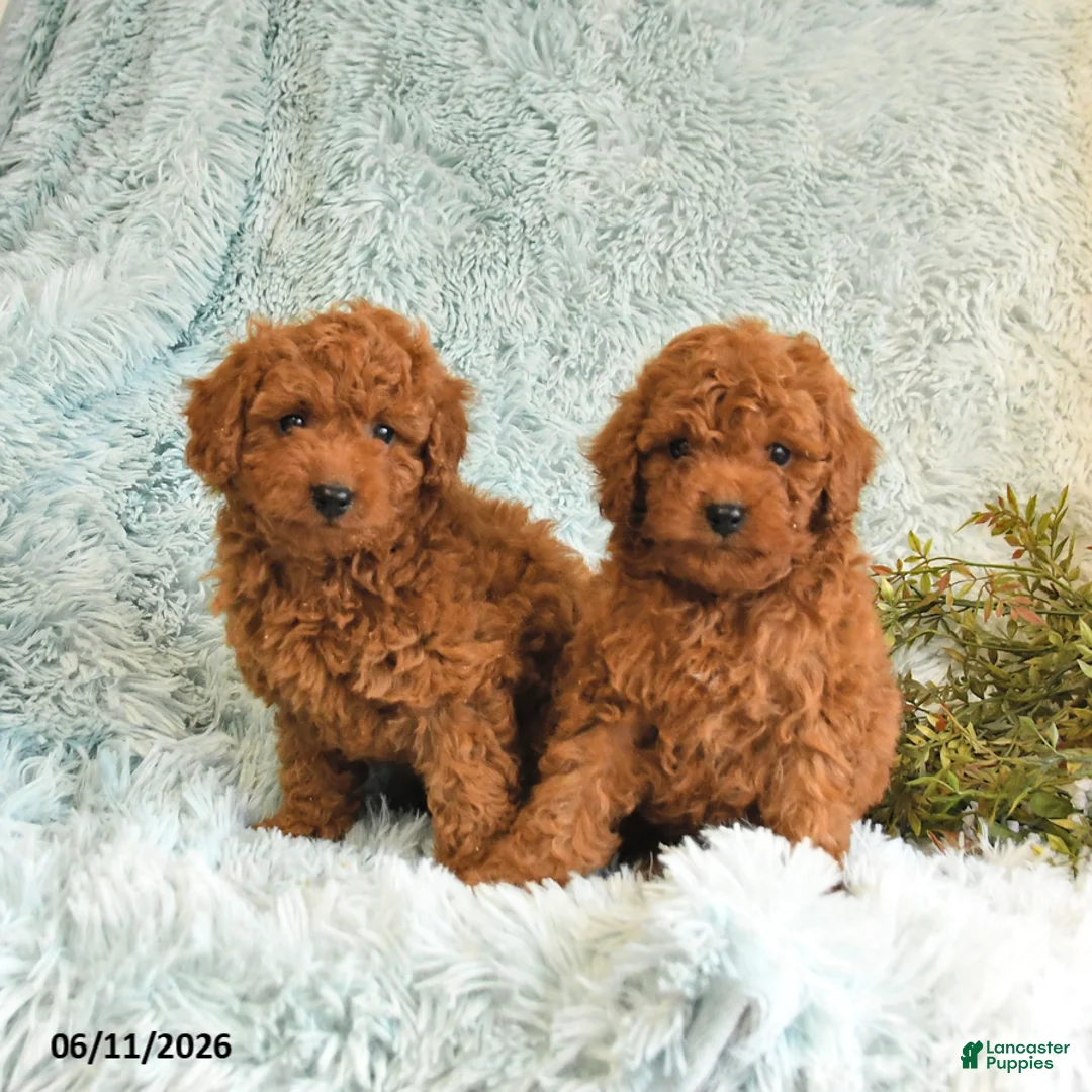Cockapoo dogs for sale: Theo - Ad 3