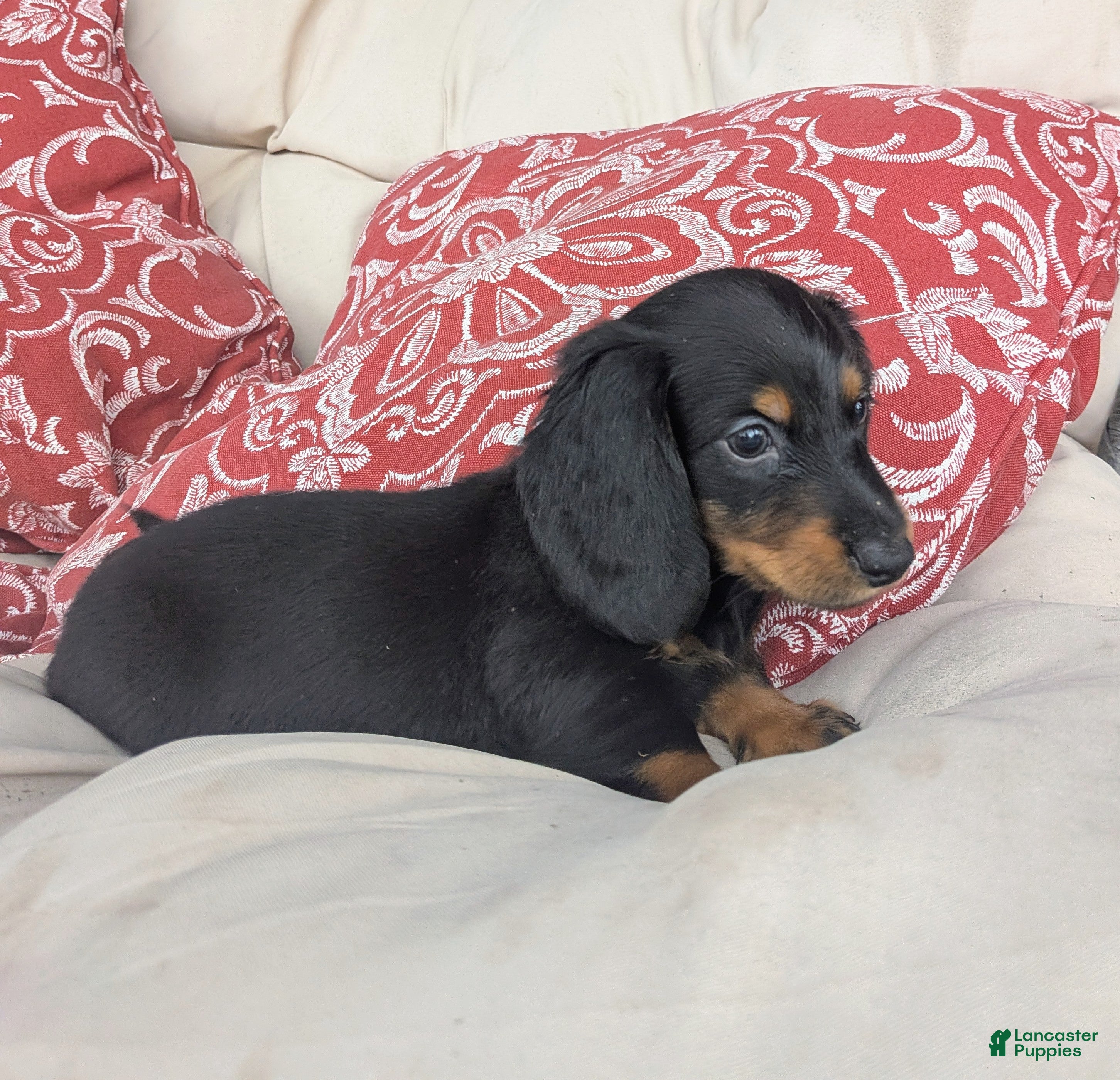 Dachshund dogs Dachshund 1 - Ad 2
