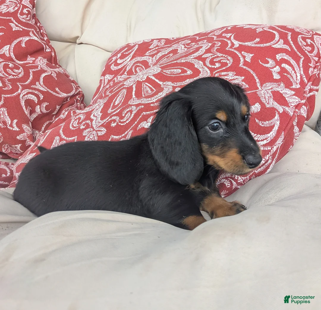 Dachshund dogs for sale: Dachshund 1 - Ad 2