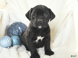 Mixed Breed dogs Mack - Ad 14