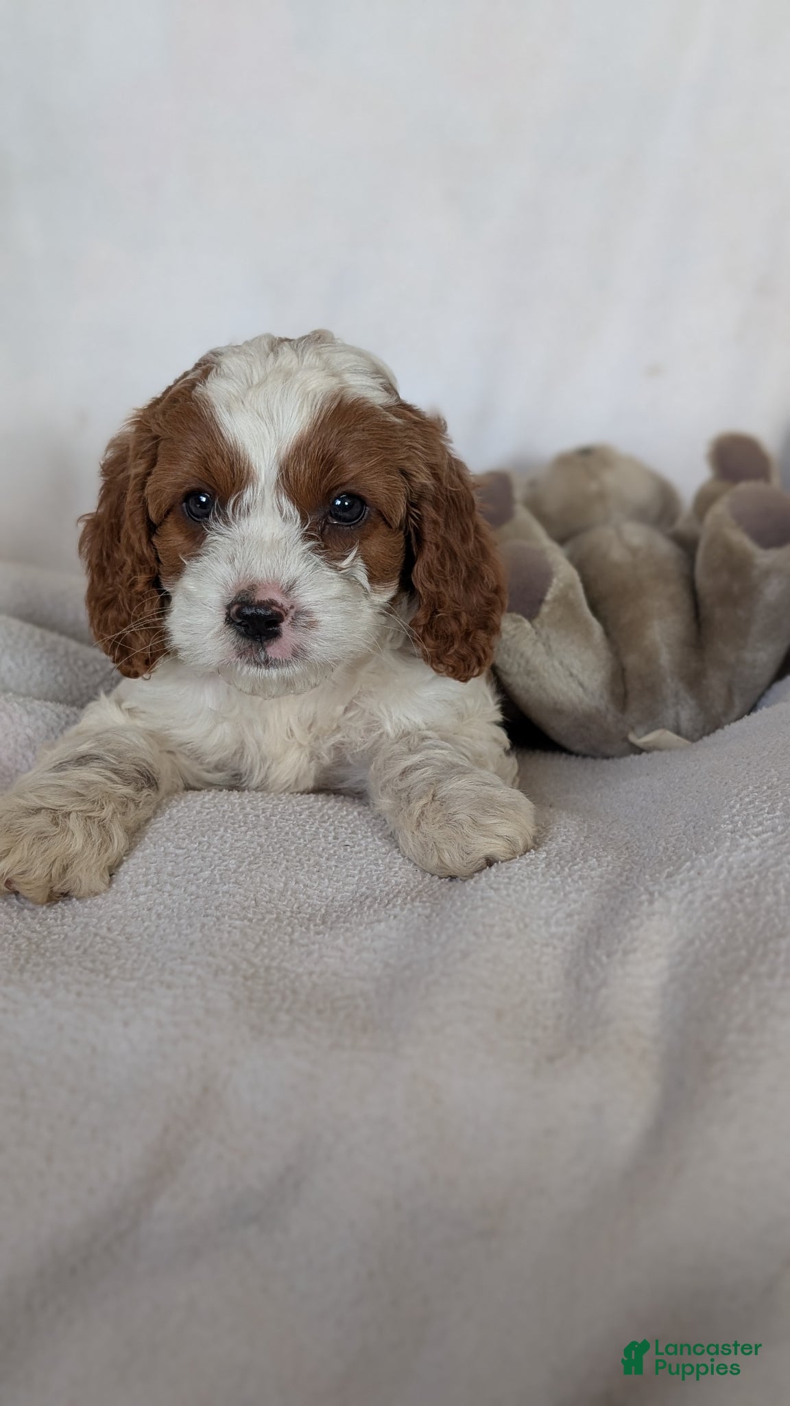 Cavapoo dogs Biscuit  - Ad 1