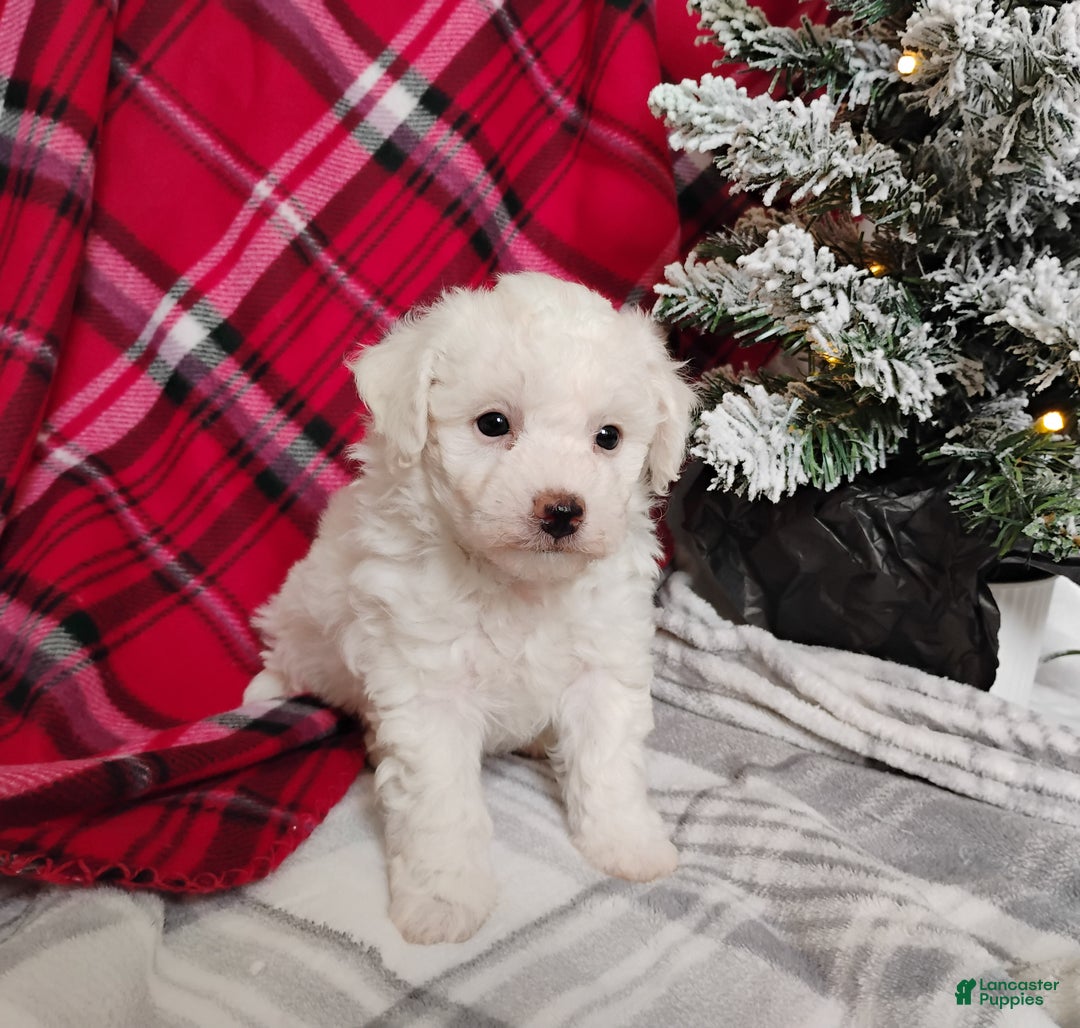 Teddy Bear dogs for sale: Allie  - Ad 3