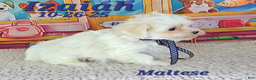 Maltese dogs for sale: Izaiah - Ad 3