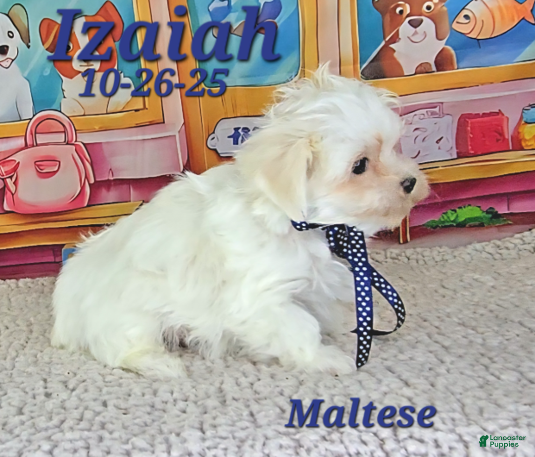 Maltese dogs for sale: Izaiah - Ad 3