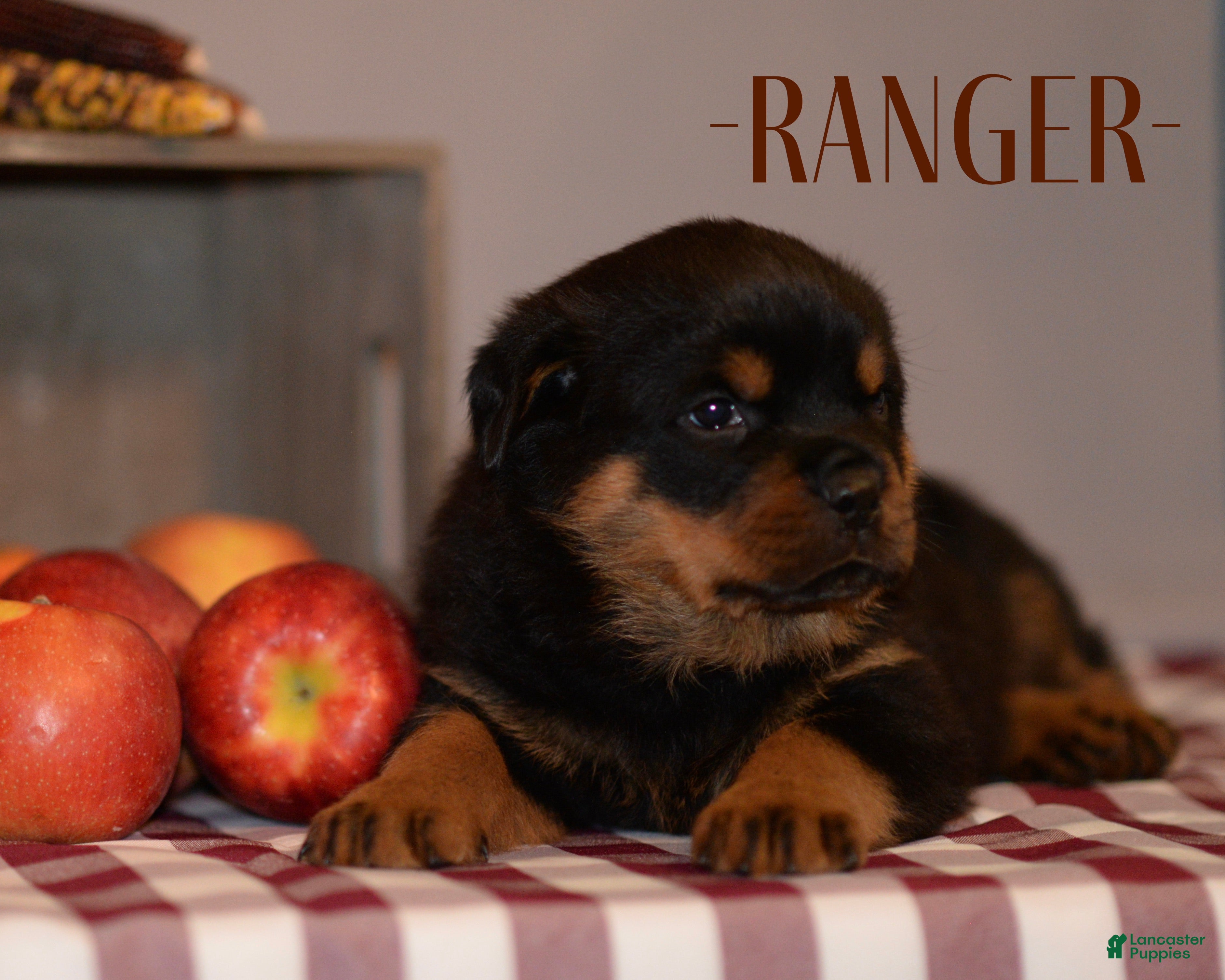 Rottweiler dogs Ranger - Ad 10