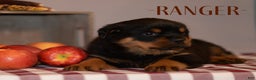 Rottweiler dogs for sale: Ranger - Ad 1