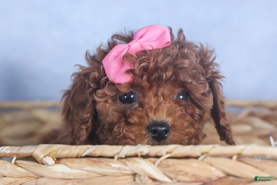 Cavapoo dogs for sale: FANNIE - Ad 9