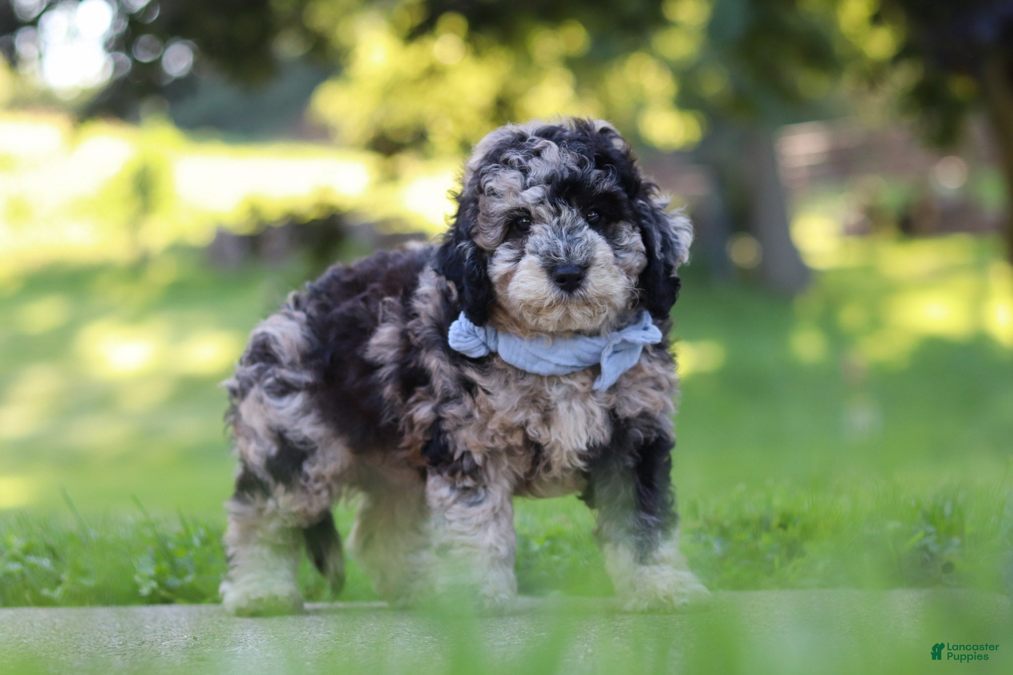 Cavapoo dogs Jonah - Ad 1