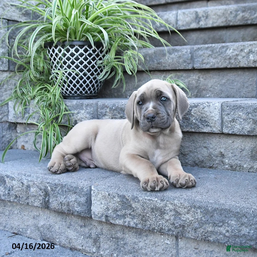 Cane Corso dogs for sale: Jasper - Ad 2