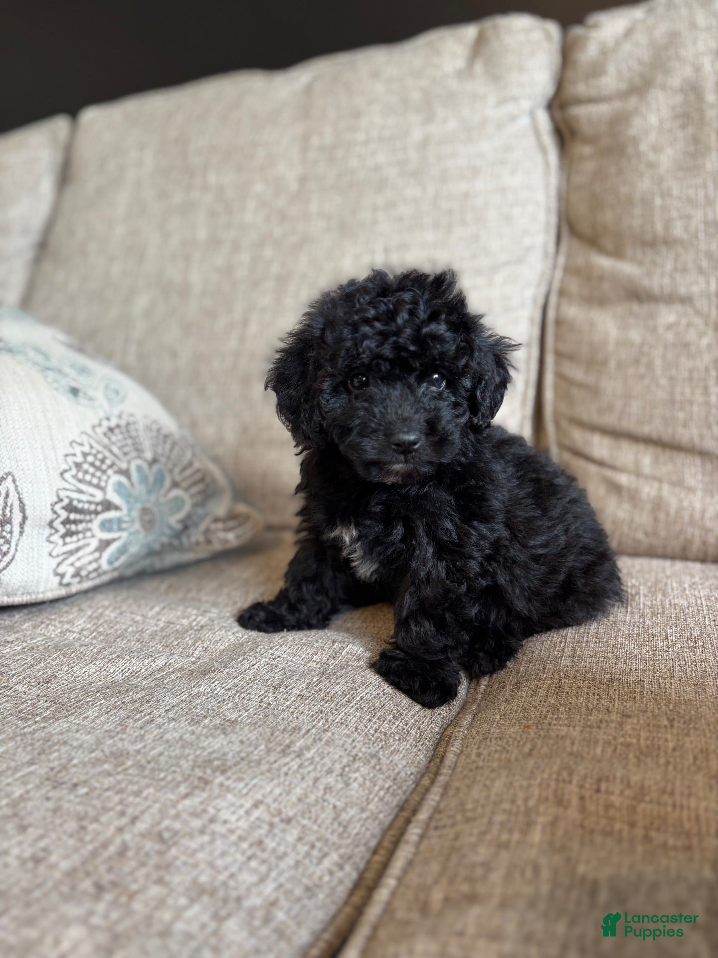 Maltipoo dogs for sale: Bear  - Ad 2