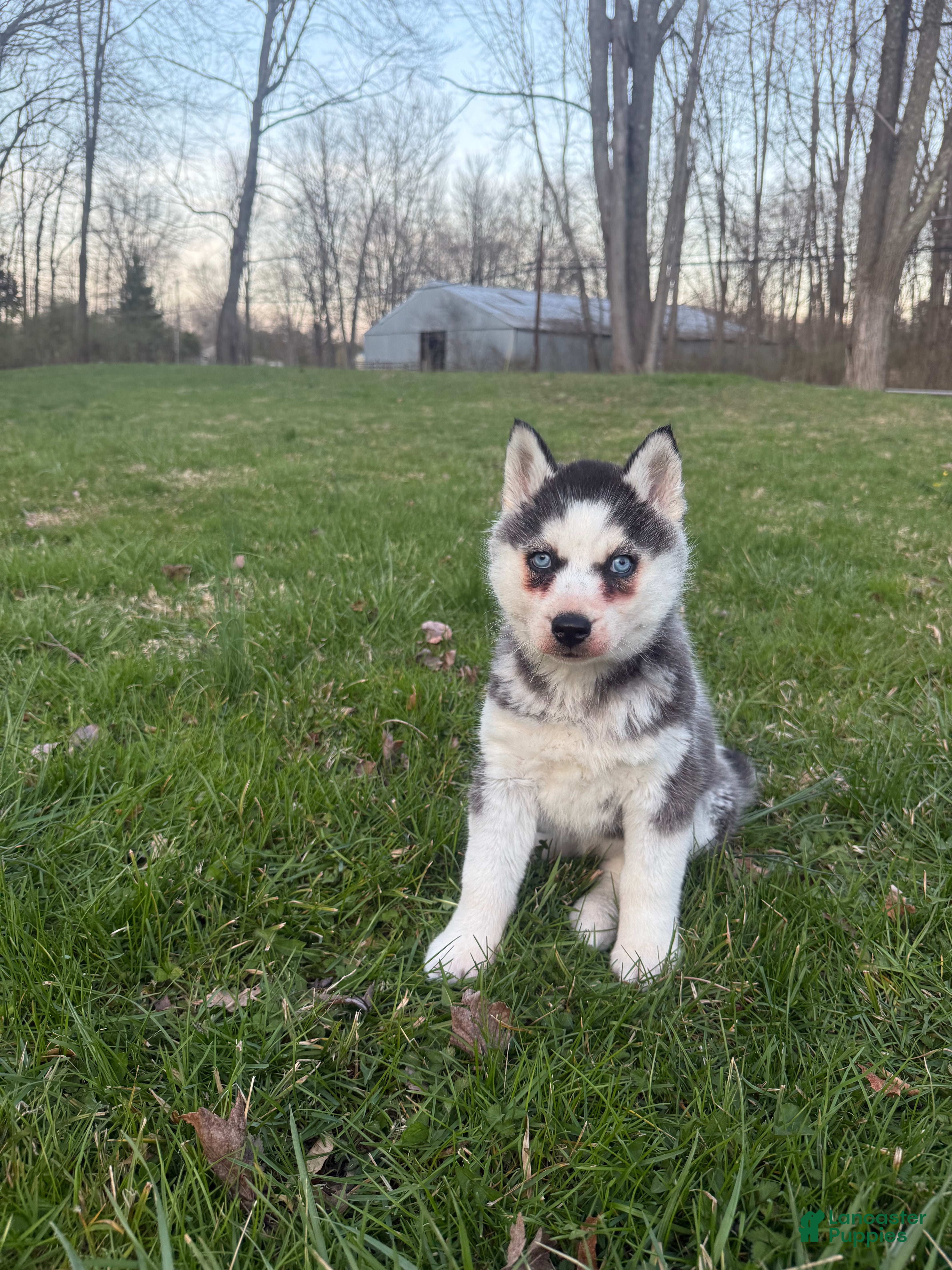 Siberian Husky dogs Siberian Husky Puppy 1 - Ad 1