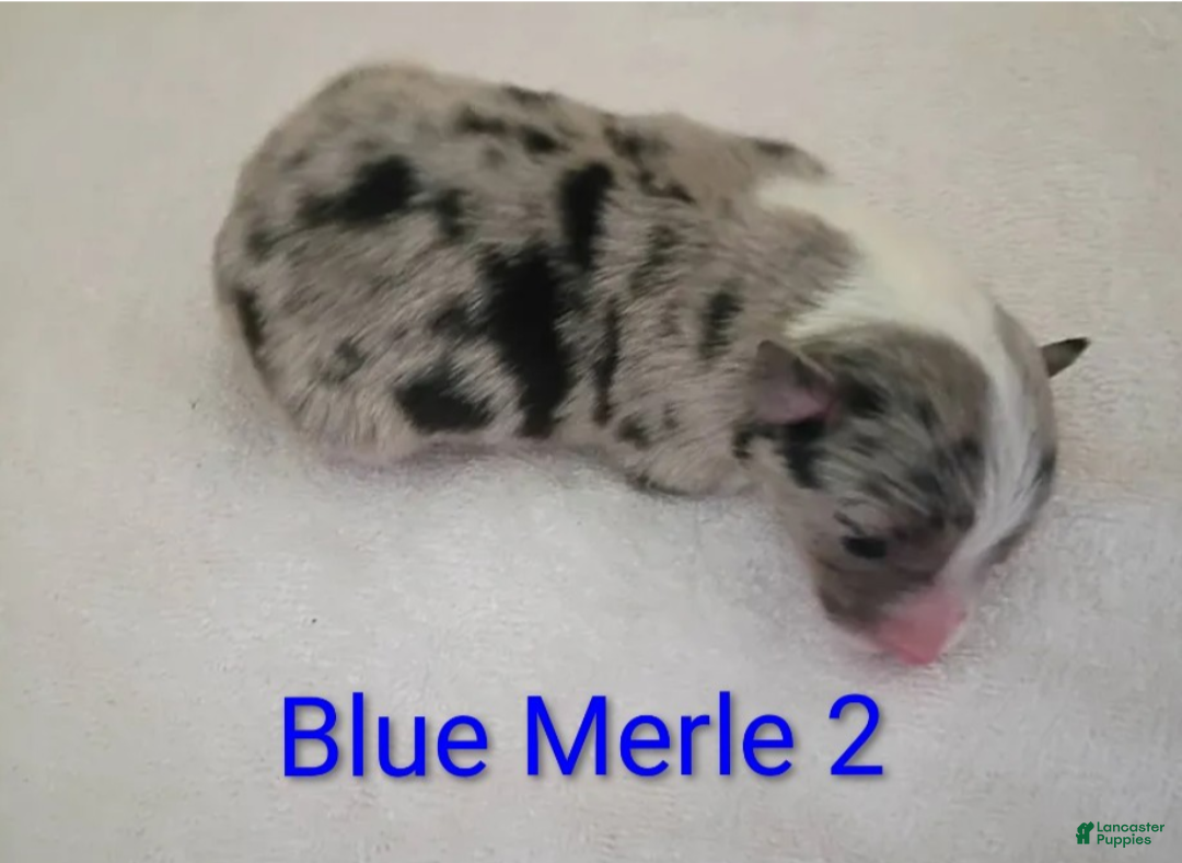 Border Collie dogs Border Collie 7 - Ad 39
