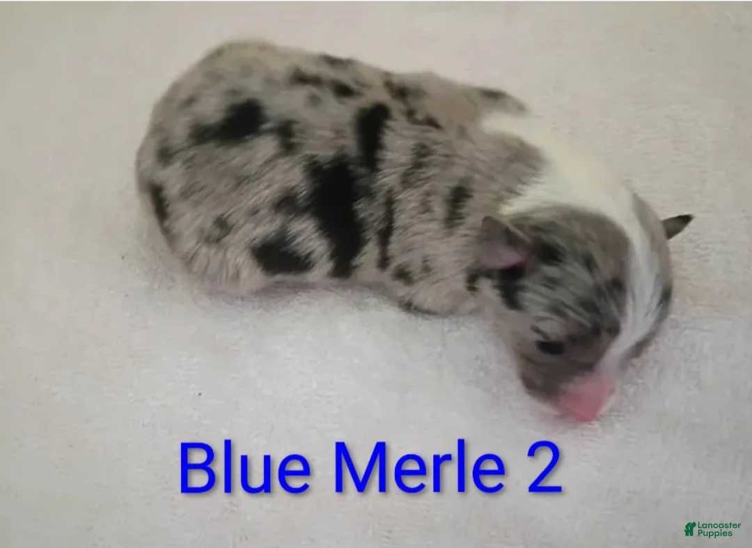 Border Collie dogs for sale: Border Collie 7 - Ad 1