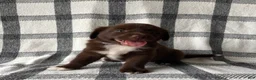 Mixed Breed dogs for sale: Daisy  - Ad 3