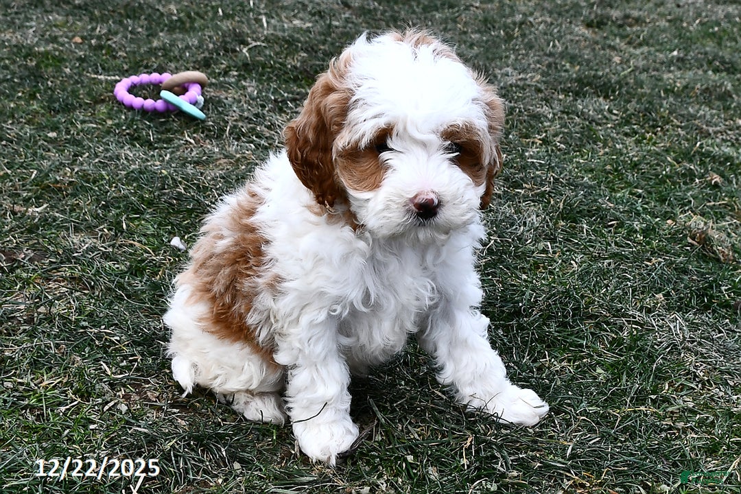 Mini Goldendoodle dogs for sale: Sweetie - Ad 3