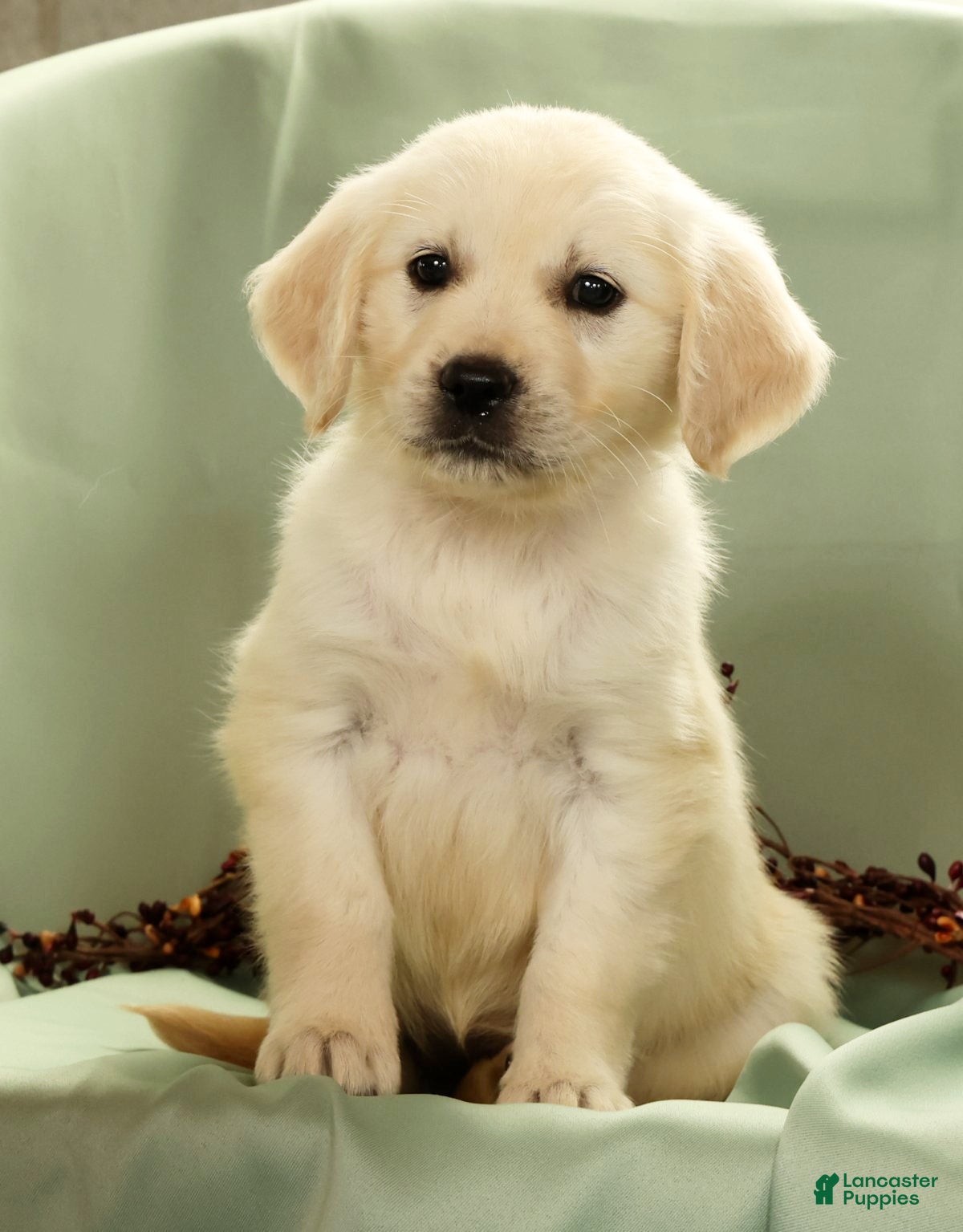 Golden Retriever dogs Gina - Ad 1