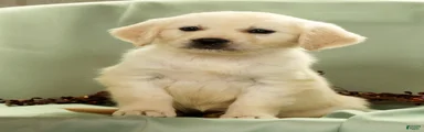 Gina