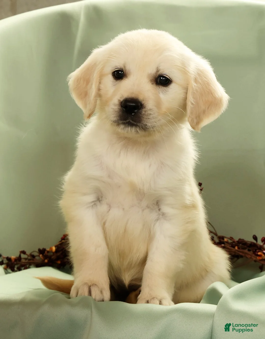 Golden Retriever dogs for sale: Gina - Ad 1