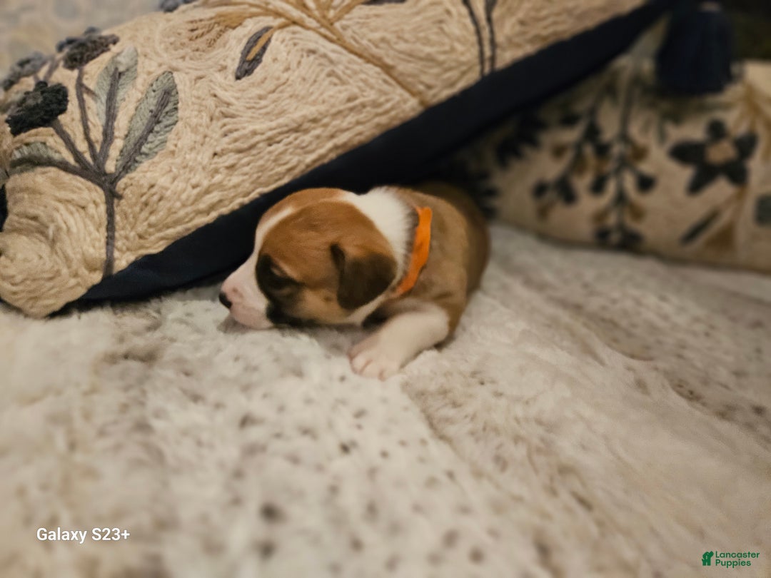 Mixed Breed dogs for sale: Indiana Jones - Ad 4