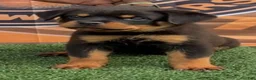 Rottweiler dogs for sale: Venus  - Ad 3