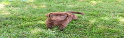 Labrador Retriever dogs for sale: Samuel  - Ad 7