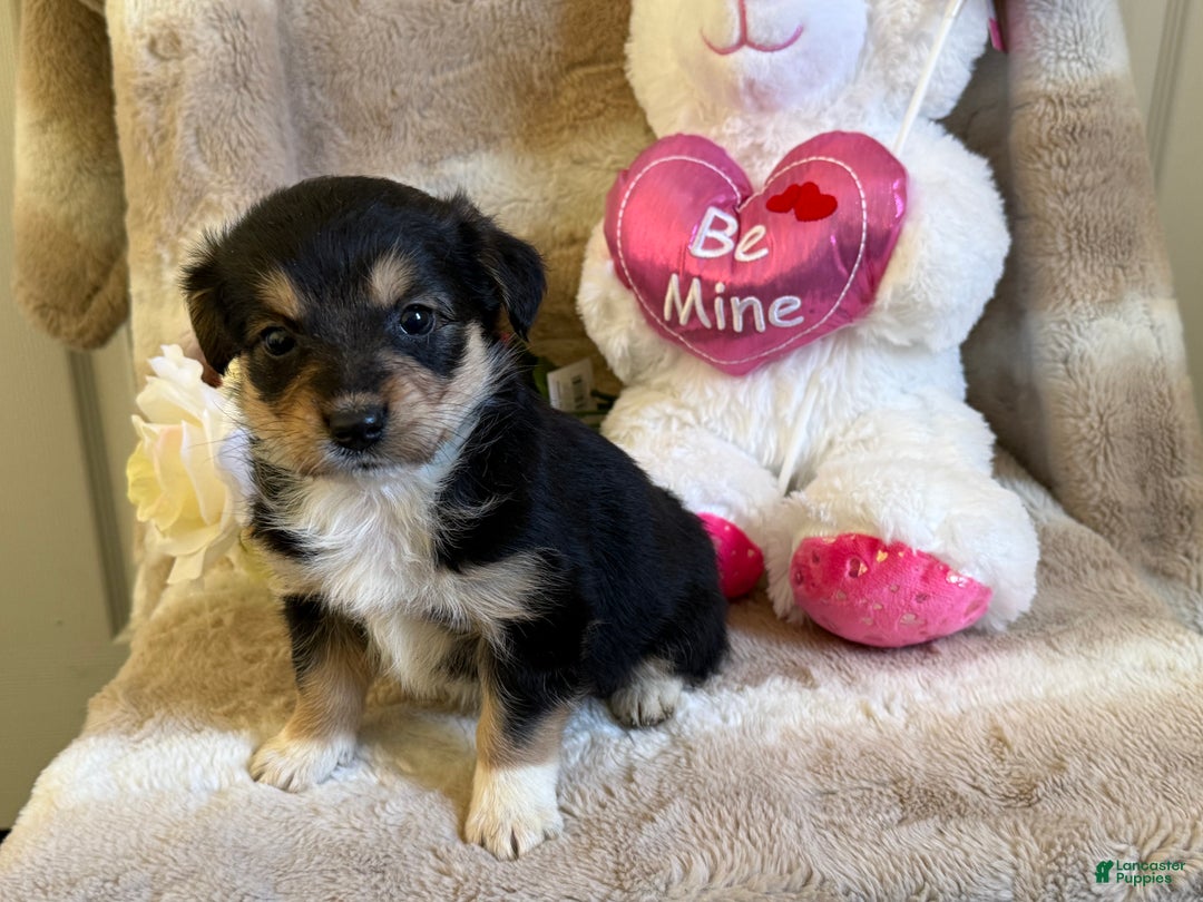 Mixed Breed dogs for sale: Adore - Ad 4