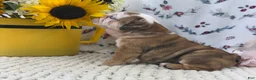 English Bulldog dogs for sale: Rosie - Ad 5