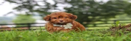Shihpoo dogs for sale: Waffles - Ad 3