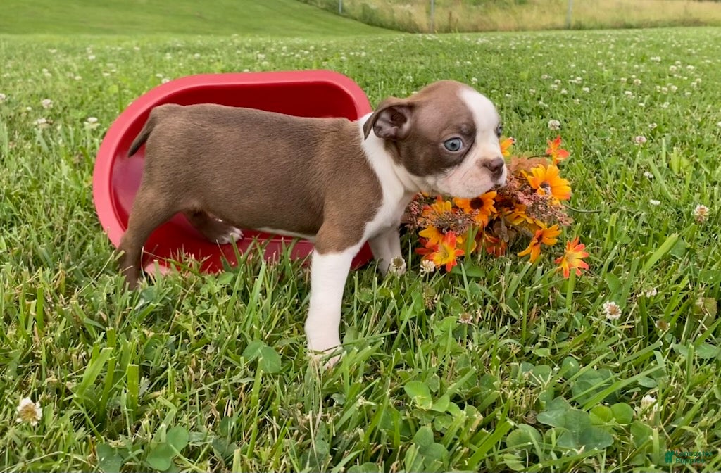 Boston Terrier dogs Cindy - Ad 1