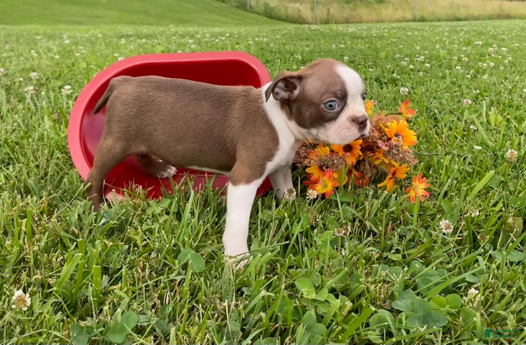 Boston Terrier dogs for sale: Cindy - Ad 1