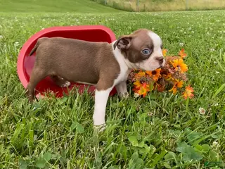 Boston Terrier dogs for sale: Cindy - Ad 2