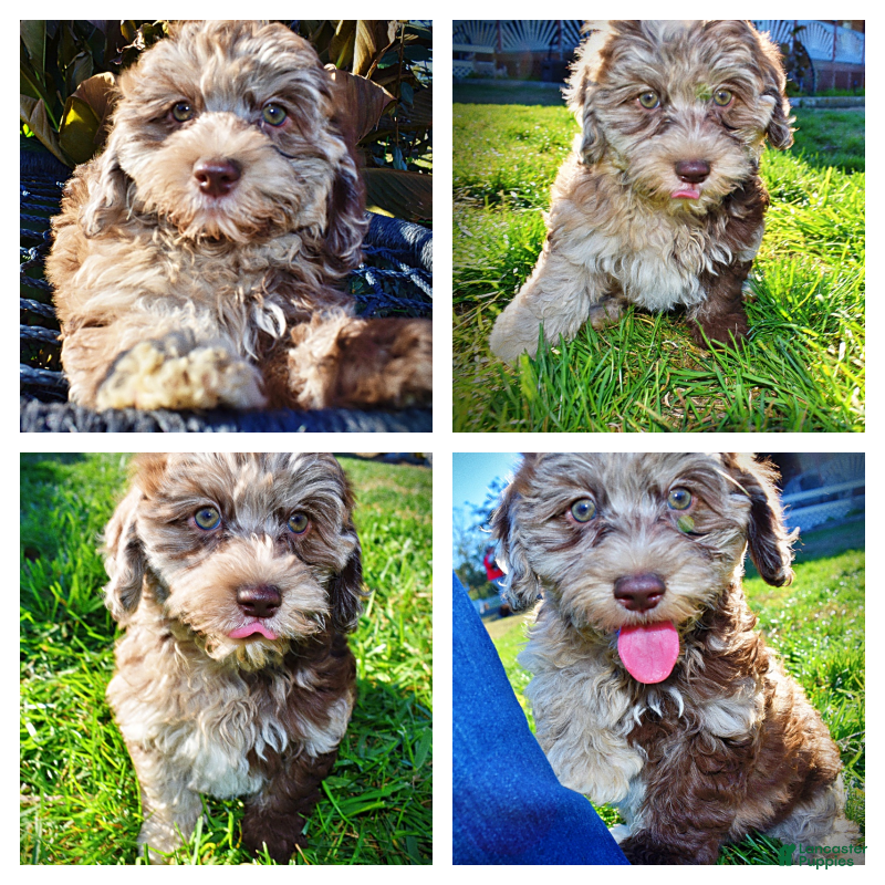 Havapoo dogs Jimbo - Ad 29