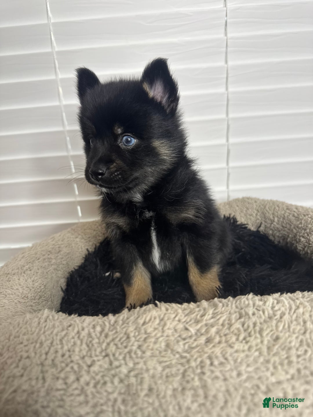 Pomsky dogs for sale: Black Male gold wrists white chest - Ad 2