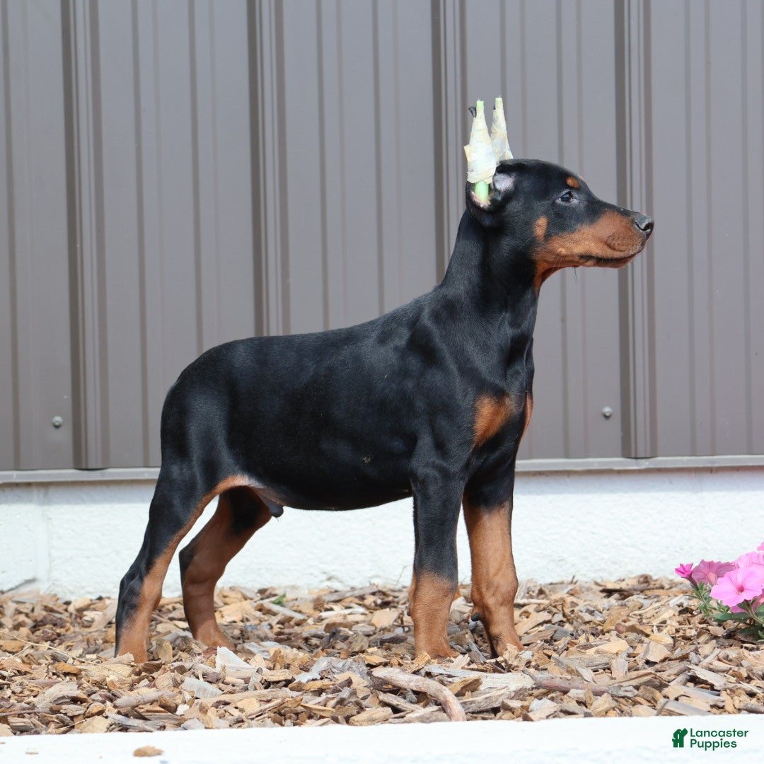 Doberman Pinscher dogs for sale: Dexter - Ad 3
