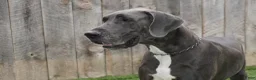 Great Dane dogs for sale: Great Dane Puppy 2 - Ad 2