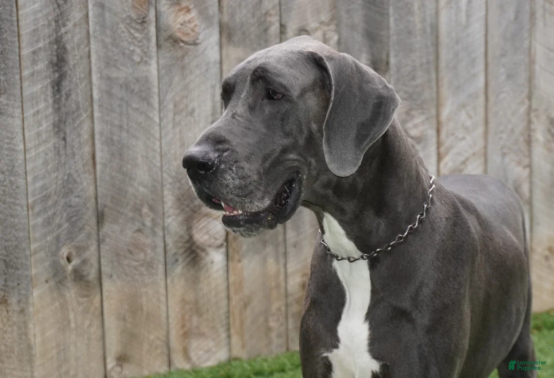 Great Dane dogs for sale: Great Dane Puppy 2 - Ad 2
